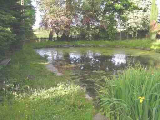 Teich